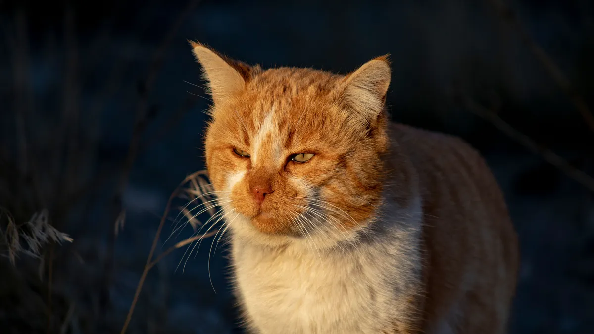 A weathered ginger cat in golden evening light