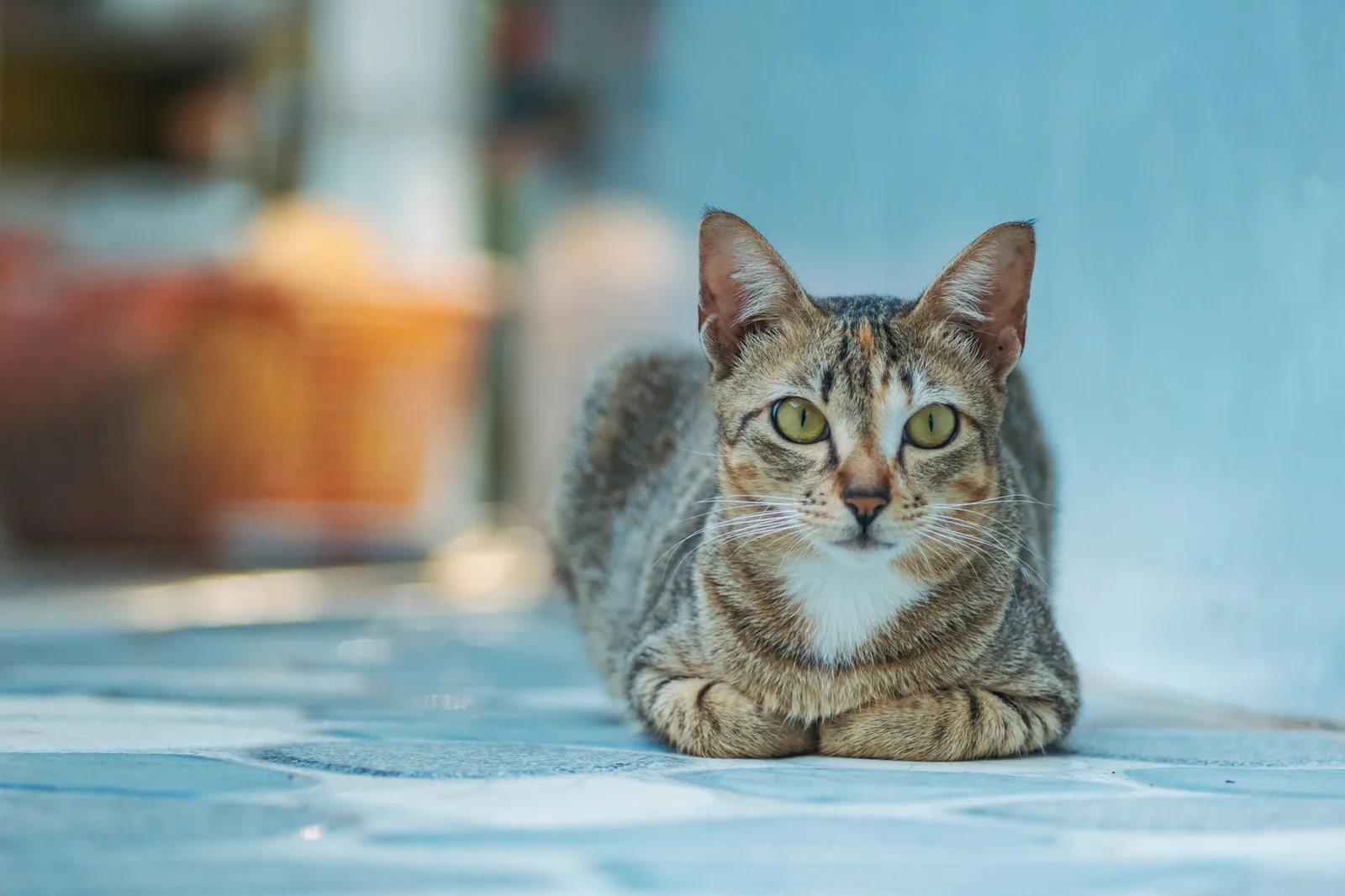 A tabby cat resting with elbows out and front paws folded visibly in front of its chest on a tiled floor