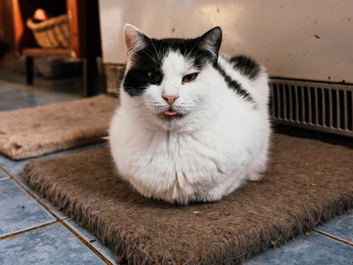 A black and white cat in a full loaf on a mat beside a radiator, tongue slightly out