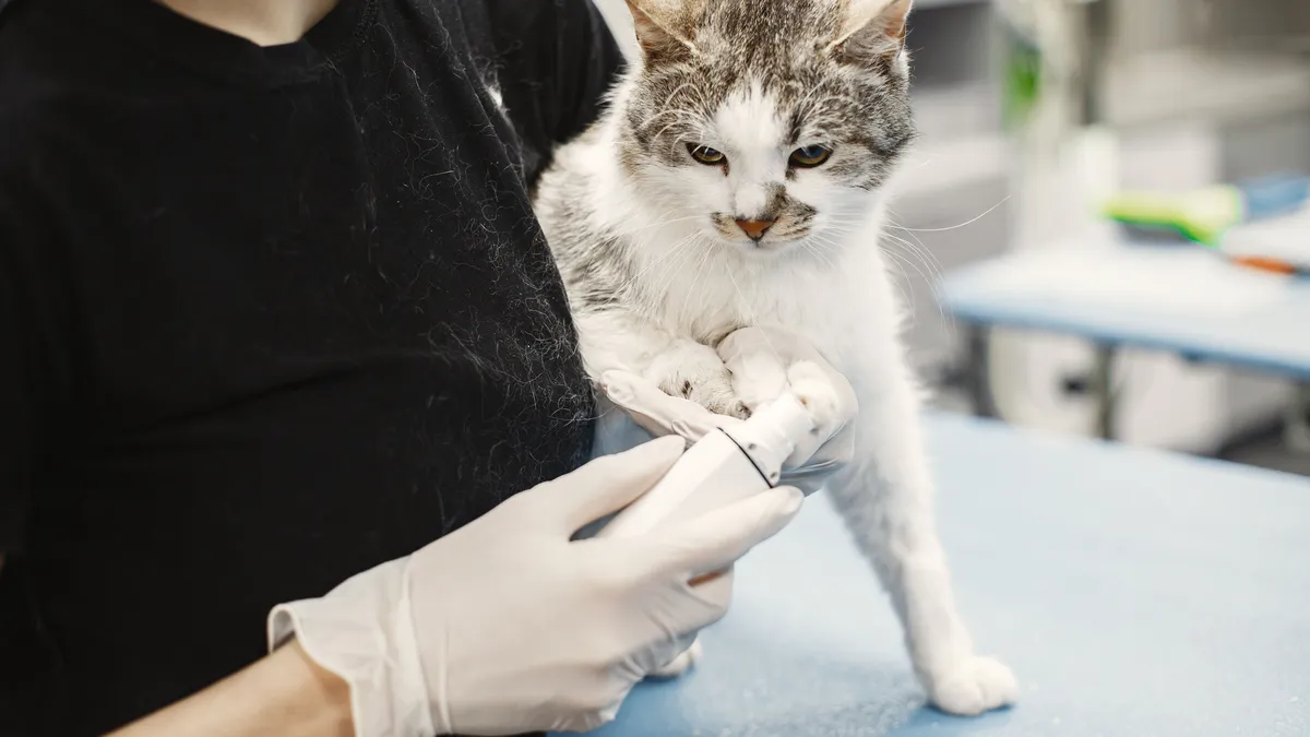 A gloved veterinarian examining the skin and paw of a white and grey cat on a table