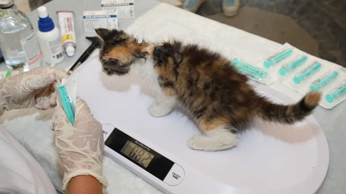A kitten standing on a baby scale while a gloved veterinary assistant reads the display