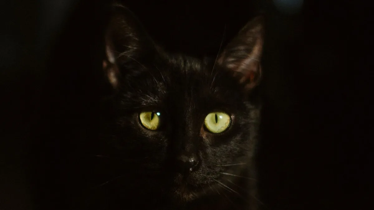 A black cat's face in near-total darkness with glowing yellow-green eyes