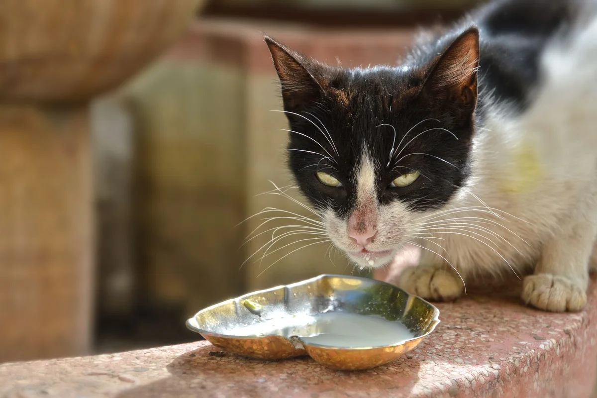 A tuxedo cat lapping milk from a small heart-shaped bowl on a paved surface outdoors