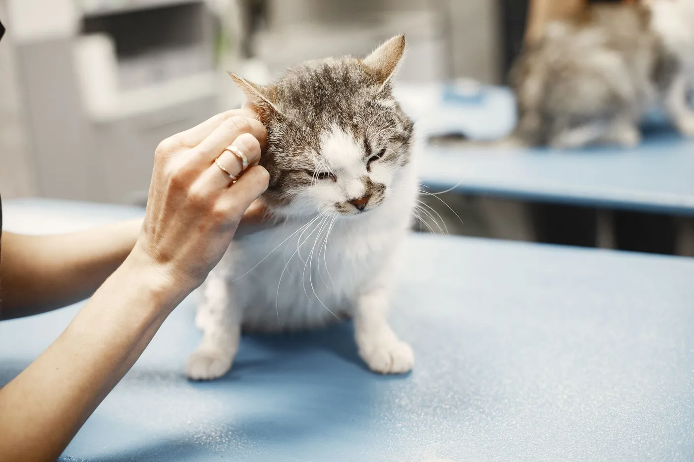 A veterinarian's hand checking the ear of a gray and white cat standing on a blue examination table