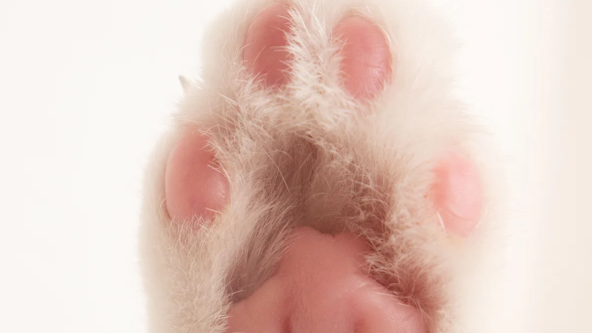 The underside of a white cat's front paw, pink digital pads and central pad filling the frame
