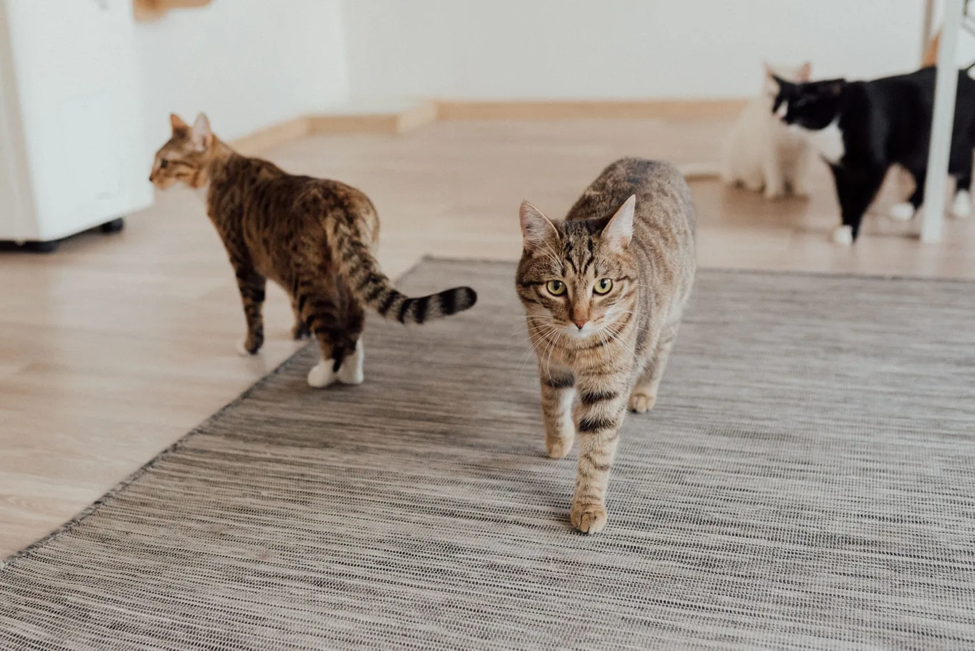 Four cats moving around a shared living room on a woven rug