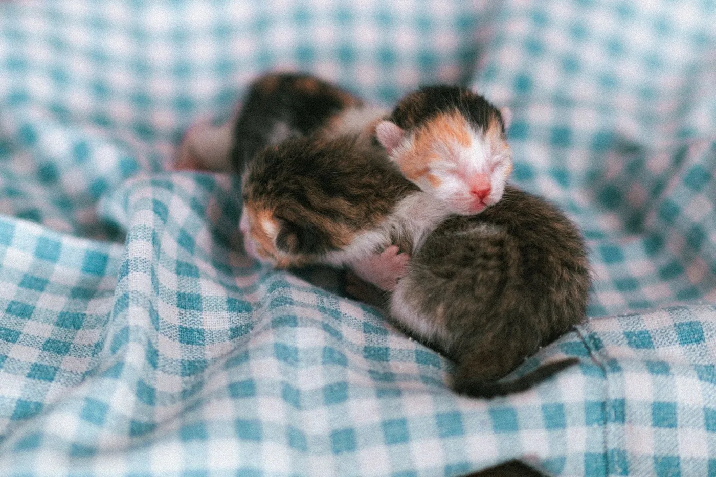 Three newborn kittens, eyes still closed, huddled together on a blue checkered blanket