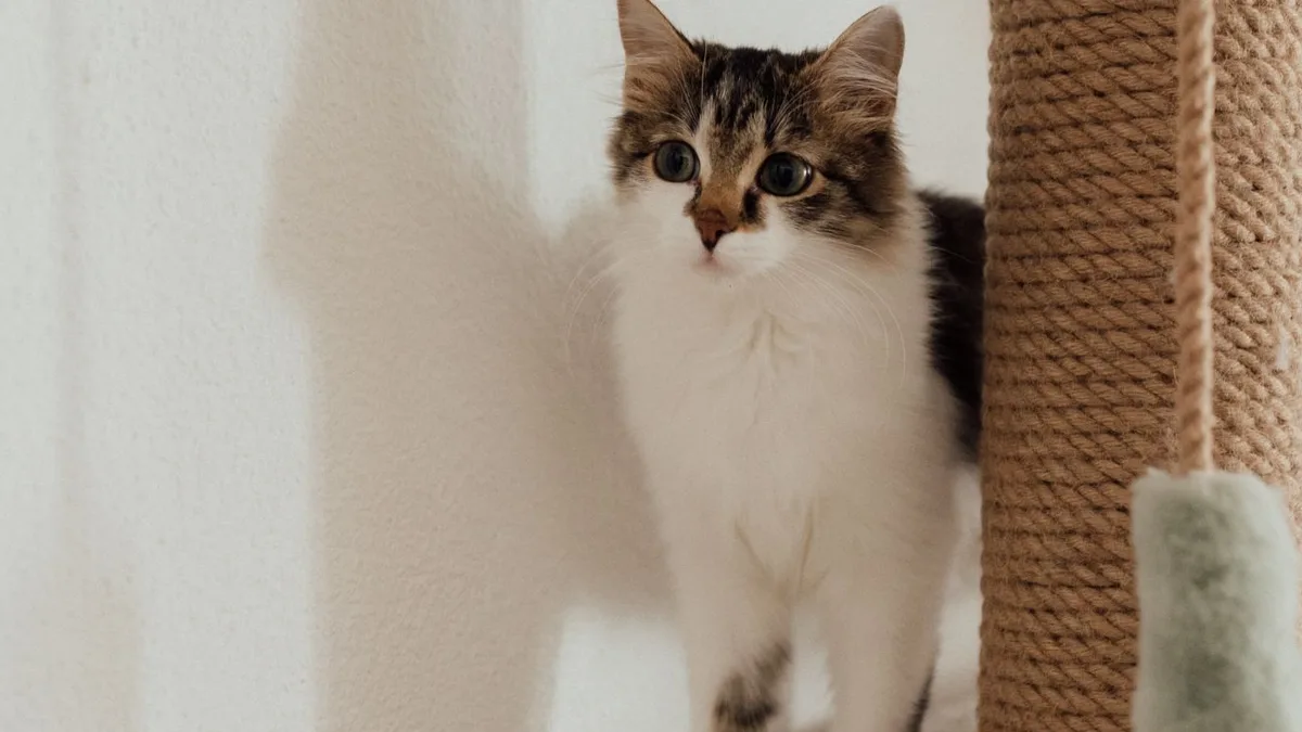A long-haired tabby and white cat standing beside a rope-wrapped scratching post