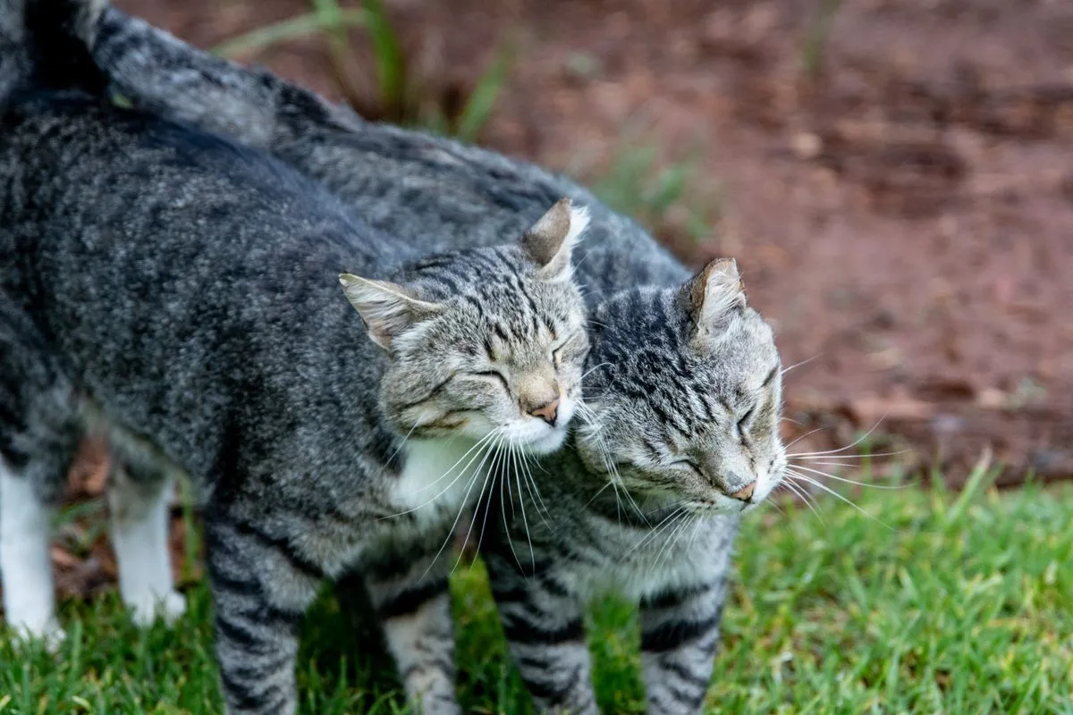Two grey tabby cats rubbing heads in a garden, one with its tail curled upward
