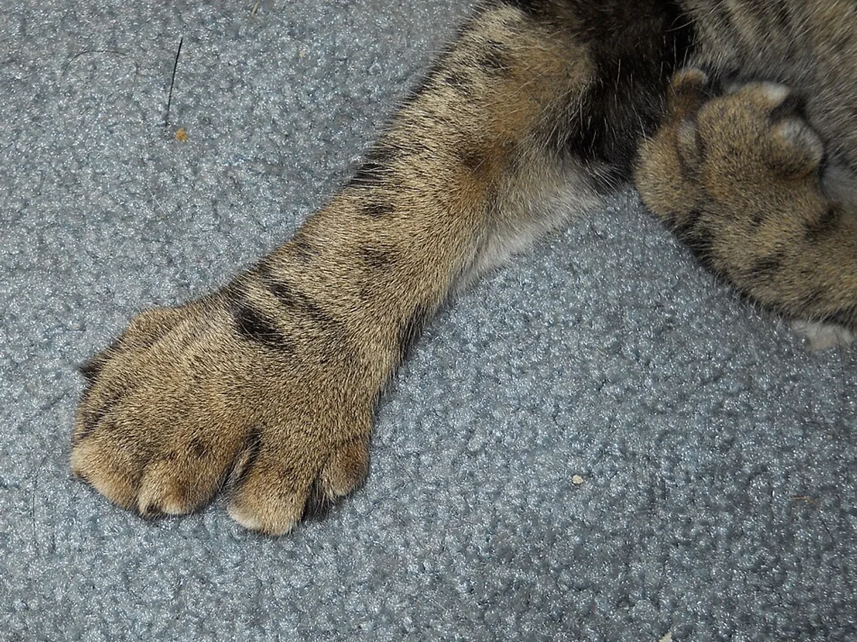 A tabby cat's front paw seen from above, splayed on a carpet, with more toes visible than the four that normally show from this angle