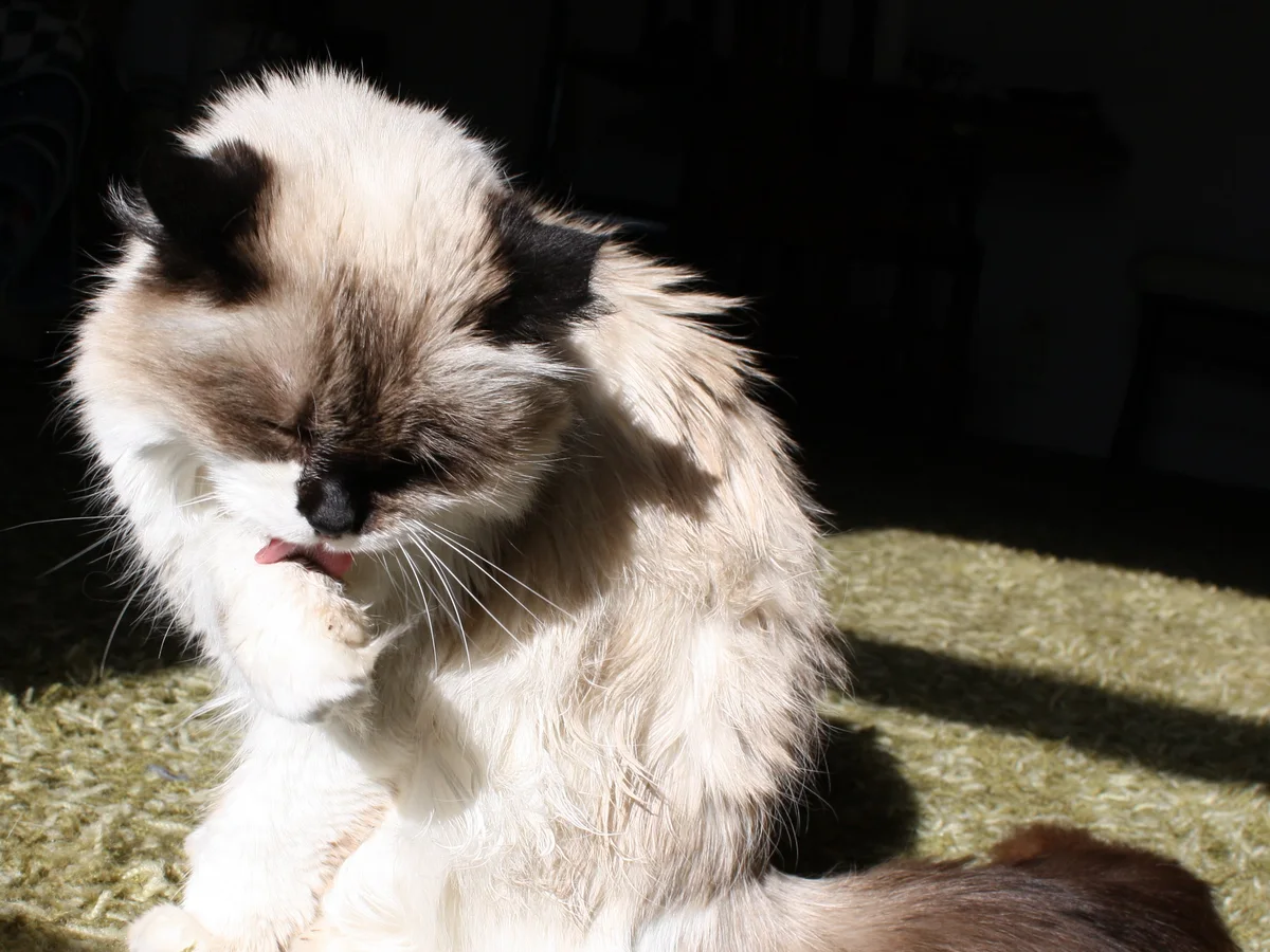 A longhaired colourpoint cat sitting in a bright sunbeam, licking its front paw