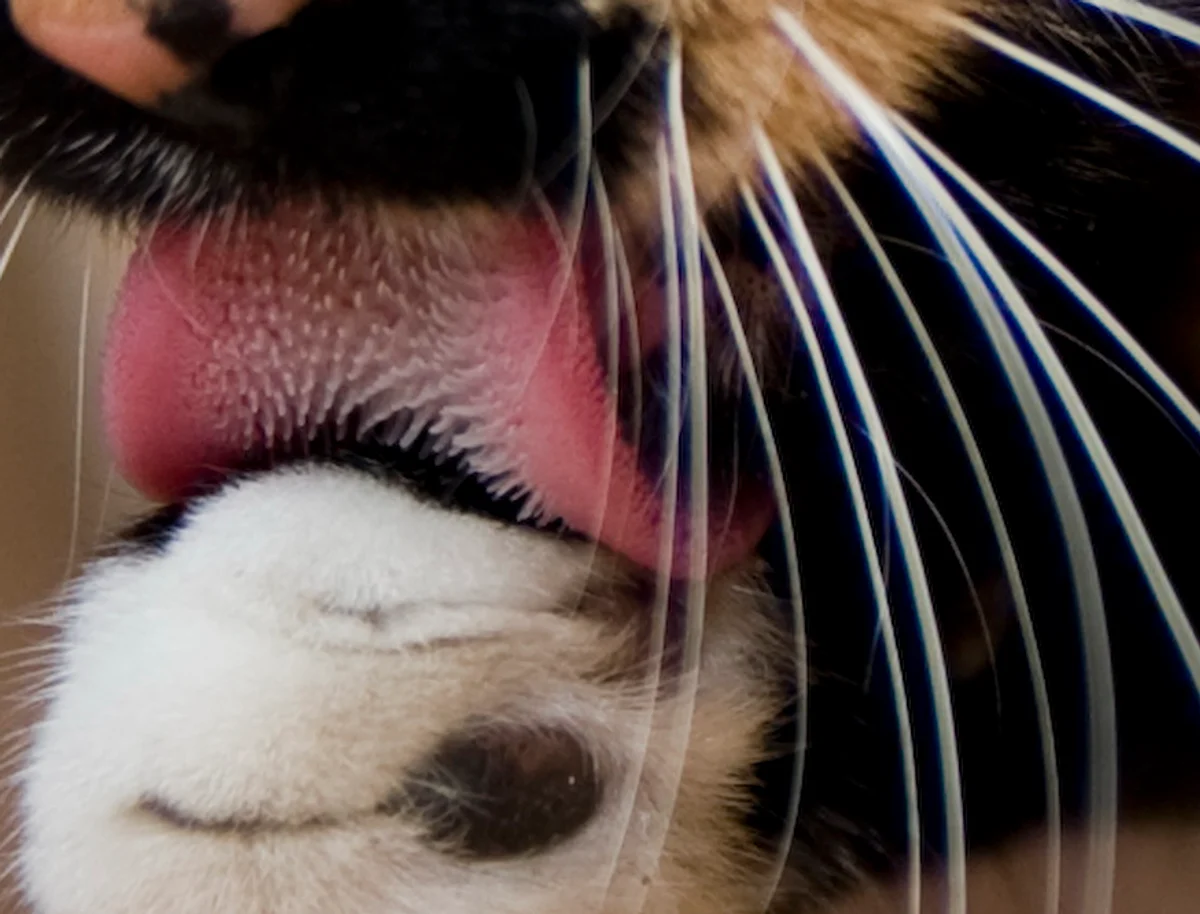 Extreme close-up of a cat's tongue sweeping across a white paw, with the individual backward-facing spines on the tongue clearly separated