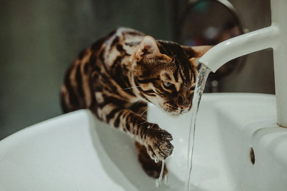 A Bengal cat pawing at running water from a bathroom faucet