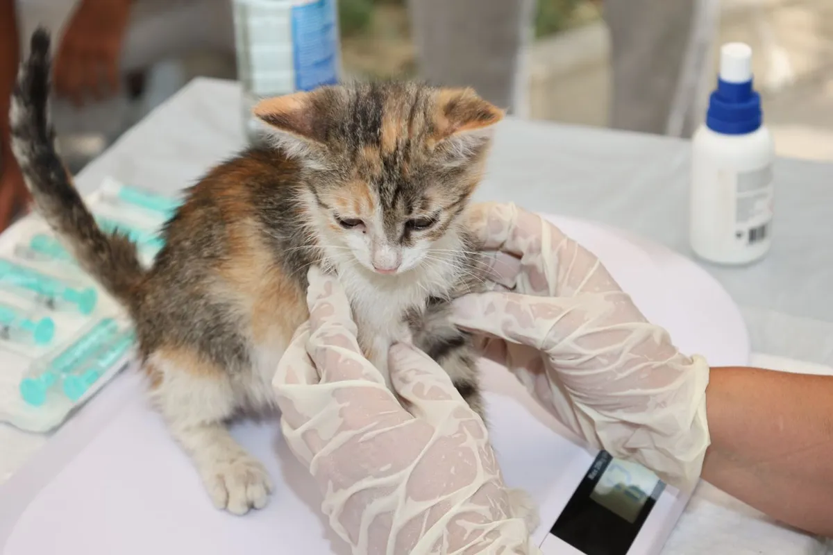 A kitten on a clinic table being held by gloved hands, with syringes visible beside it