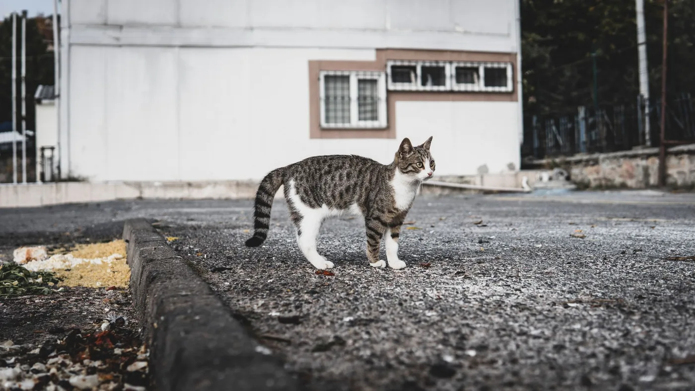 A grey tabby and white cat standing in profile on a paved street, its waist and belly line visible