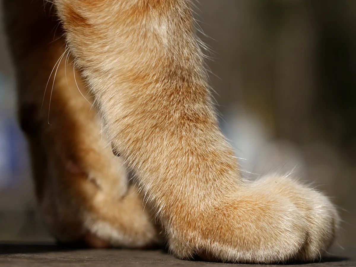Close-up of a ginger cat's front leg, with short pale carpal whiskers standing out from the back of the lower foreleg against the light