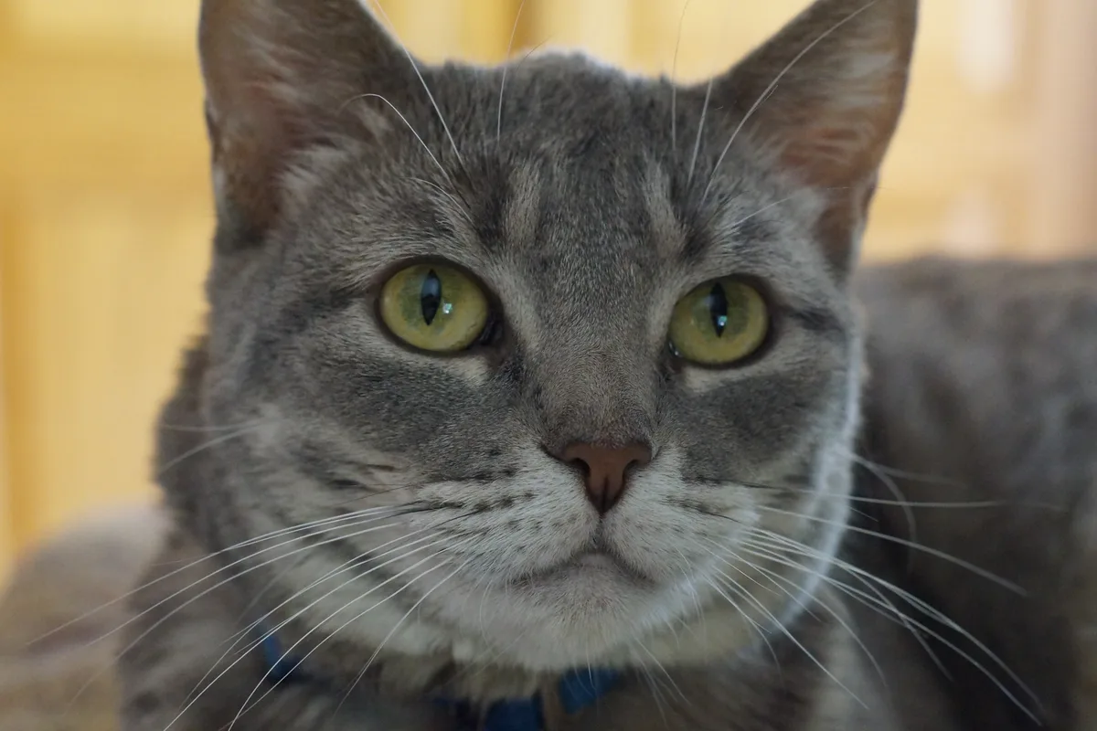 A grey tabby cat facing the camera, with the whiskers on its muzzle, on its cheeks and above both eyes all clearly visible