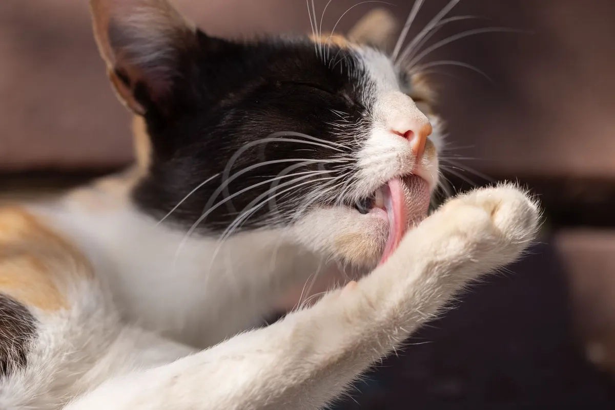 A black and white cat grooming itself, licking its paw