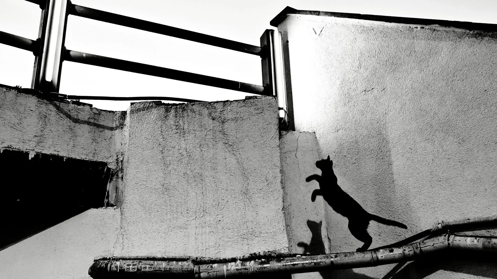 Black silhouette of a cat rearing up against a sunlit wall, hind legs planted, about to leap