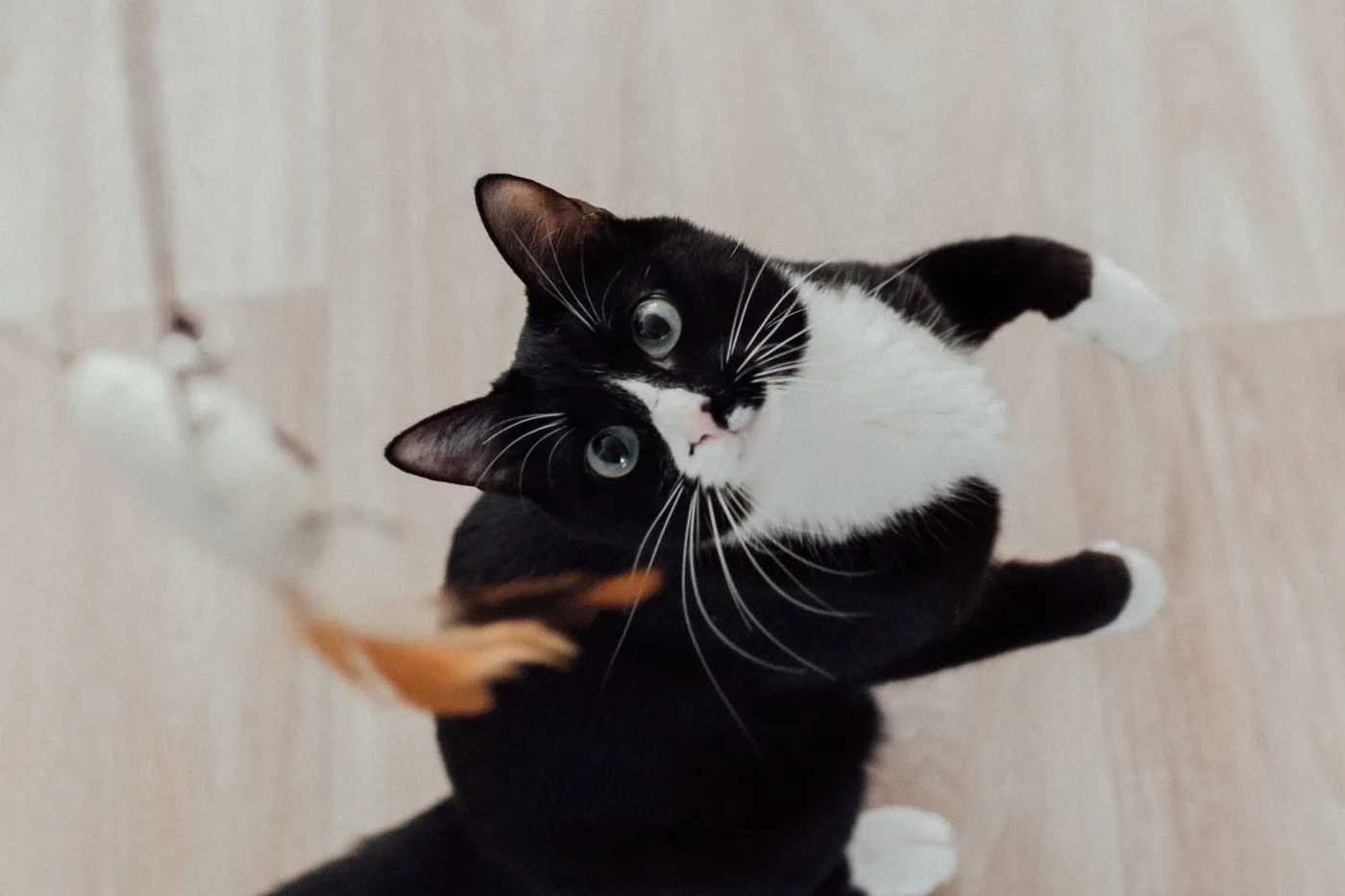 A tuxedo cat on a wooden floor looking up wide-eyed at a feather wand toy mid-play