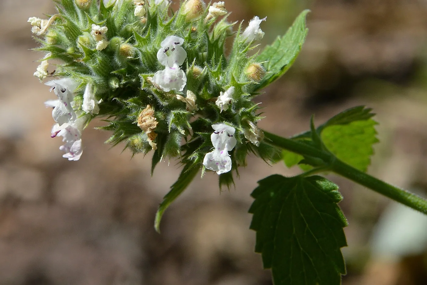 Close-up of a flowering catnip plant, Nepeta cataria, with small white blossoms and serrated green leaves