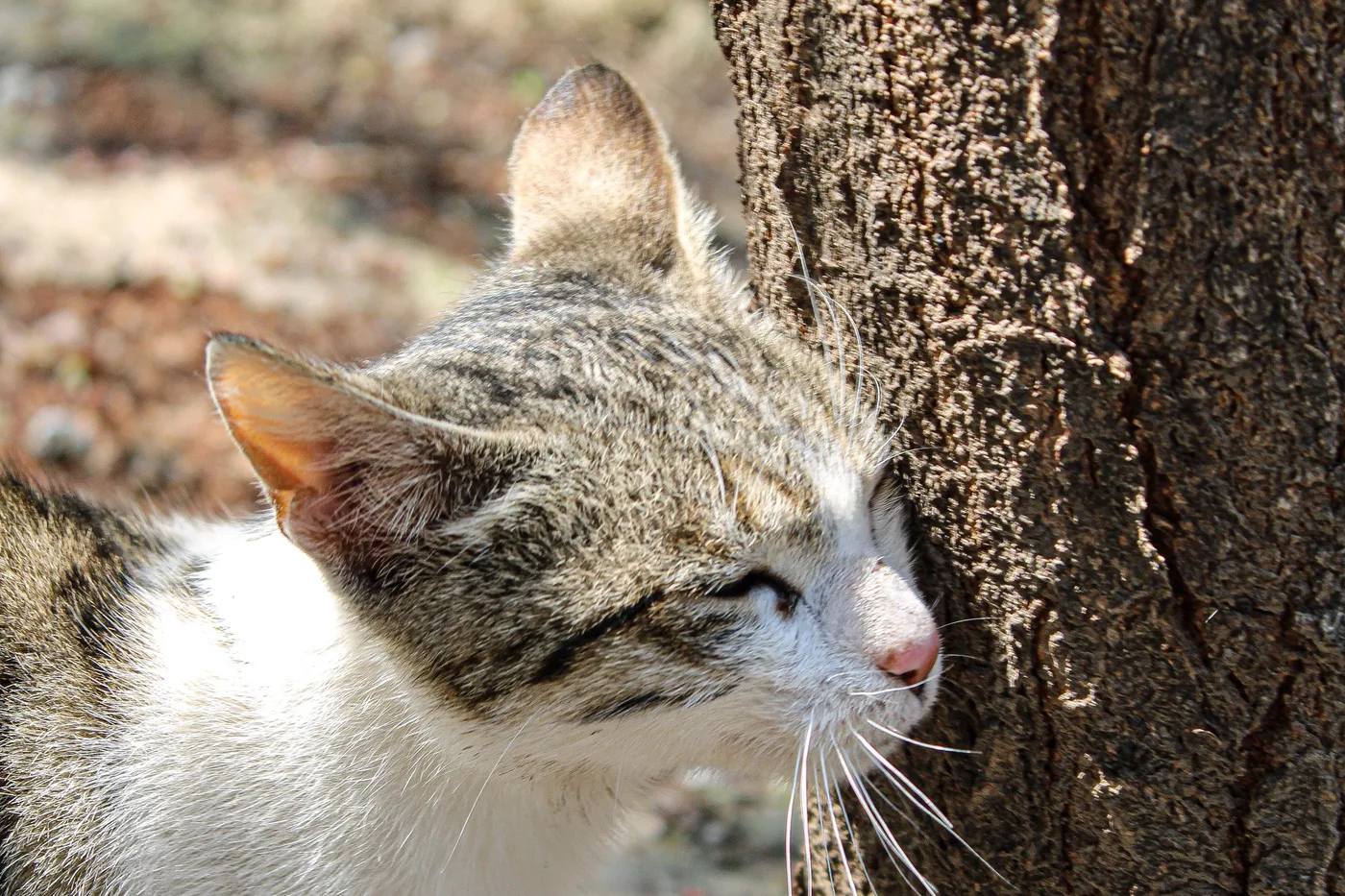 A tabby and white cat rubbing its cheek against the bark of a tree trunk
