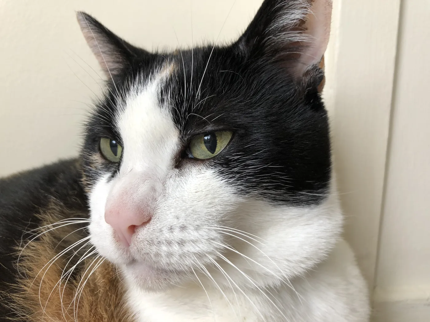 Close-up of a calico cat's face with black patches over the eyes, a white muzzle and an orange patch on the shoulder