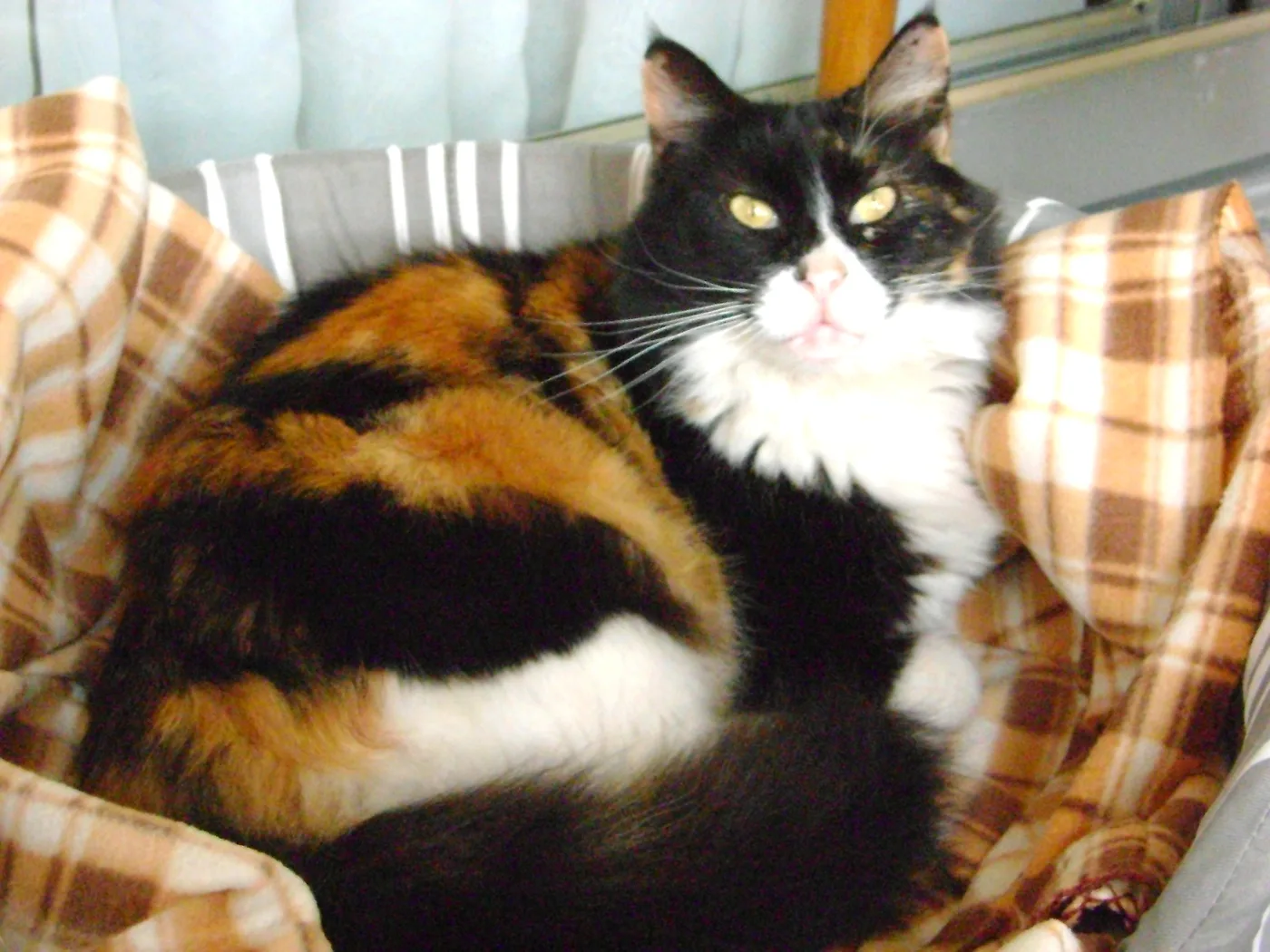 A long-haired calico cat lying in a cat bed, showing large black and orange patches on a white base coat