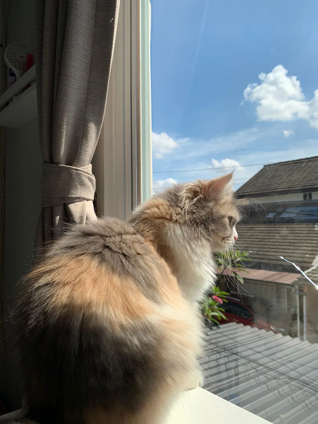 A long-haired dilute calico cat with soft gray, cream and white patches sitting on a windowsill looking outside
