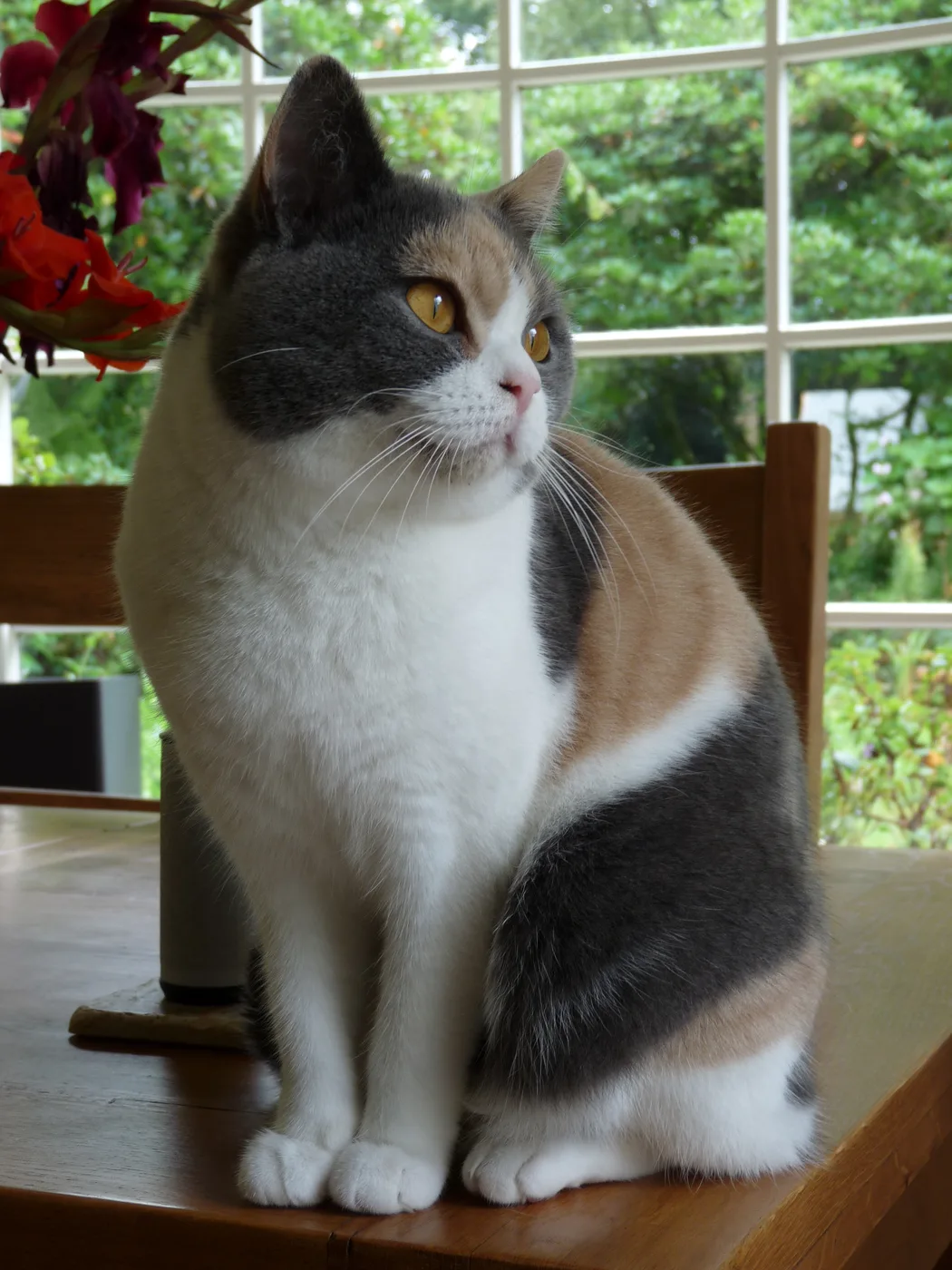 A British Shorthair cat with blue-gray and cream patches on a white coat, sitting on a wooden table