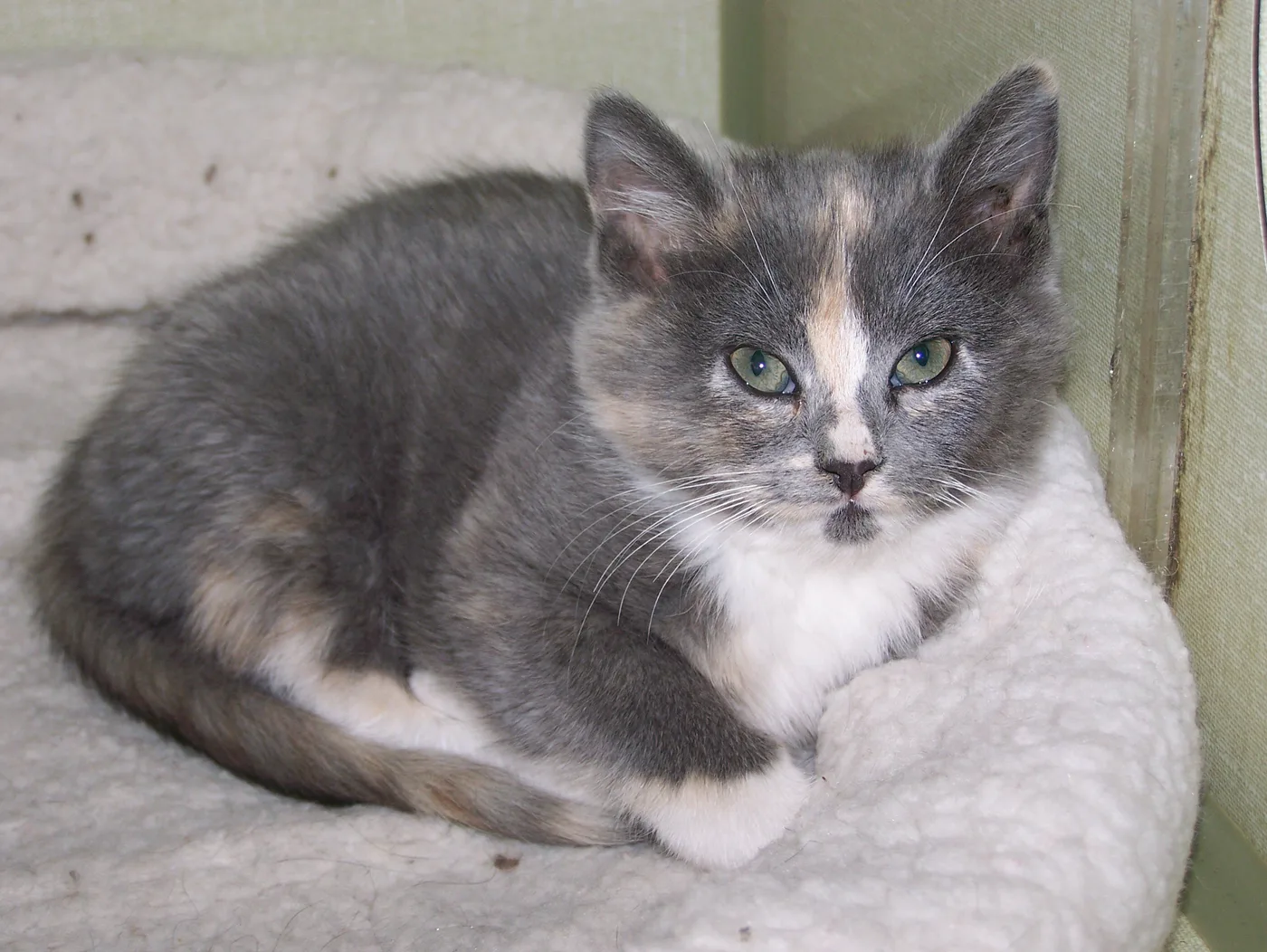 A young shorthaired dilute calico cat with blue-gray, cream and white patches curled on a fleece bed