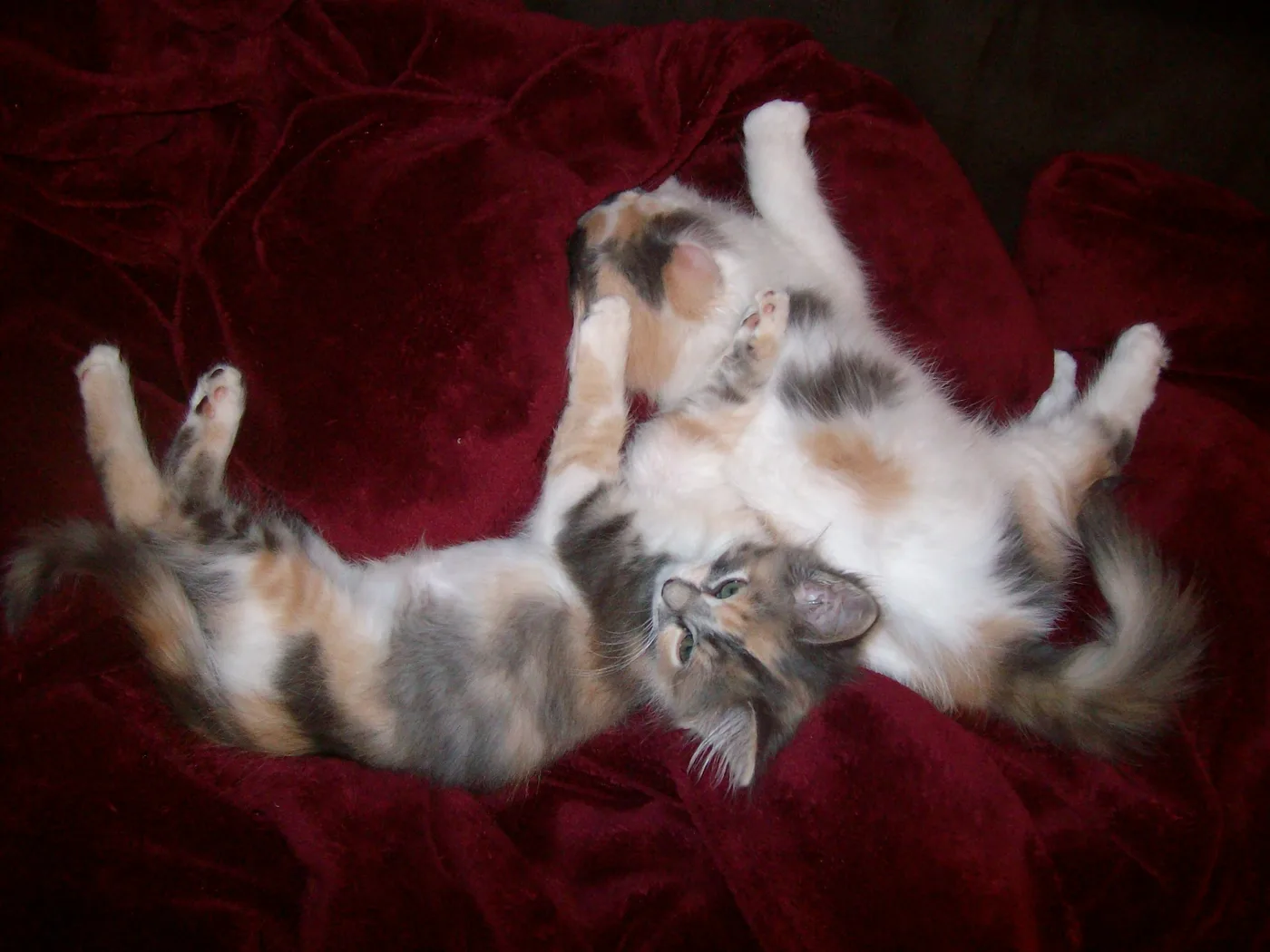 Two long-haired dilute calico kittens playing on a dark red blanket