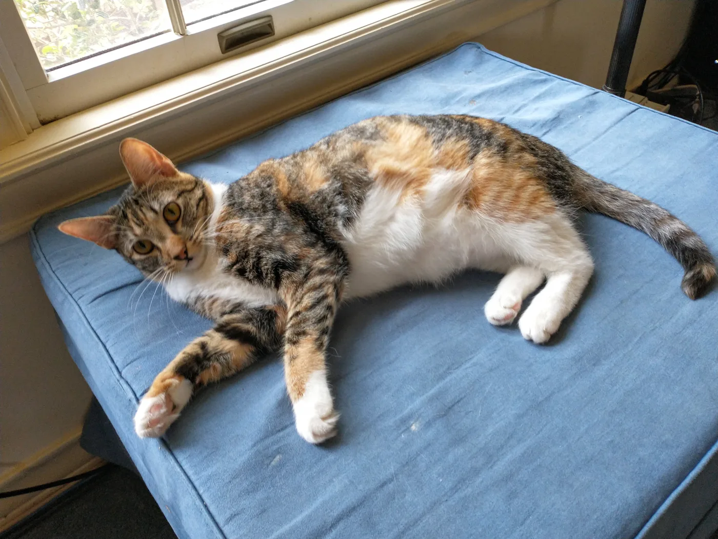 A calico cat with tabby-striped patches lying on a blue cushion, showing a white belly and paws