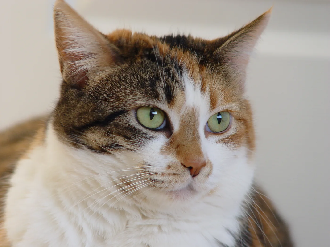 Close-up portrait of a calico cat with green eyes, tabby striping in its dark patches and a white blaze on its face
