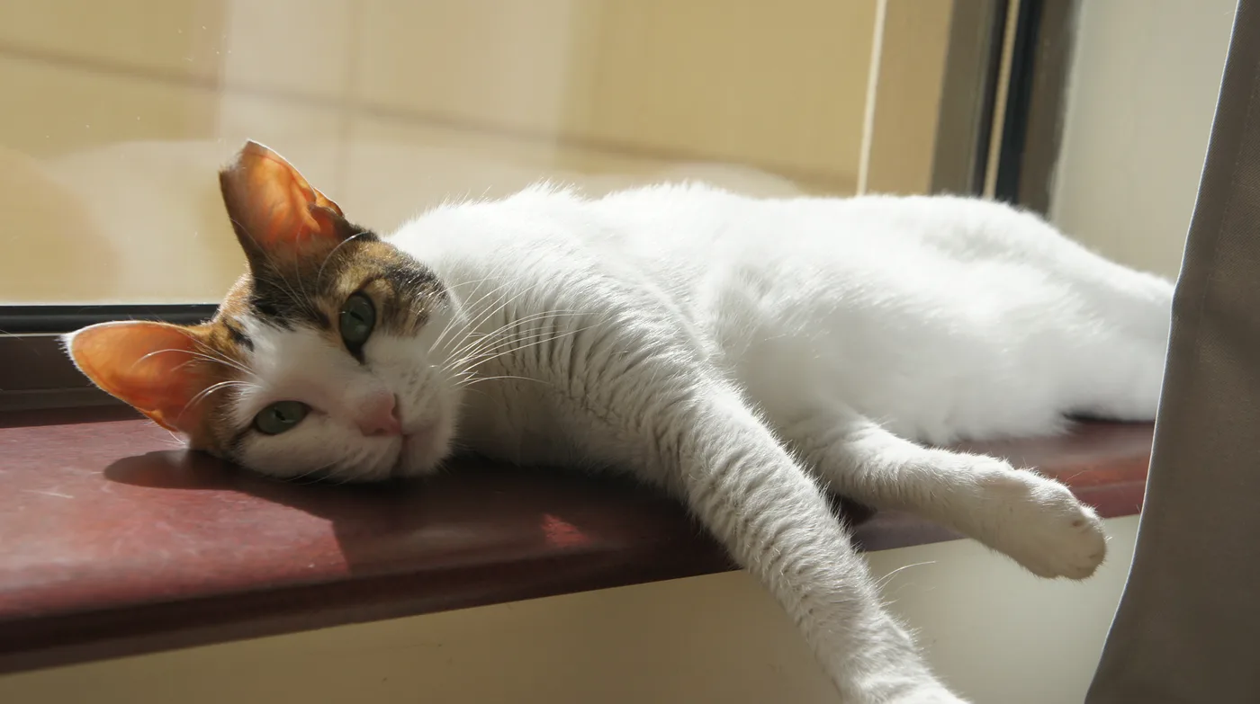 A mostly white cat lying on a windowsill with orange and black patches confined to its head