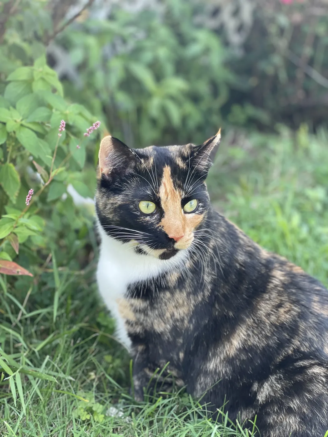 A cat with heavily mixed black and orange fur and a small white chest patch, sitting in a garden