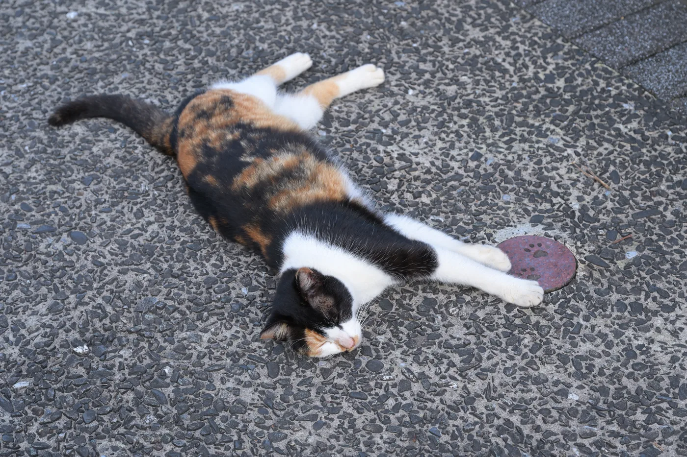 A calico cat stretched out on gray pavement, showing separate black and orange patches on a white coat