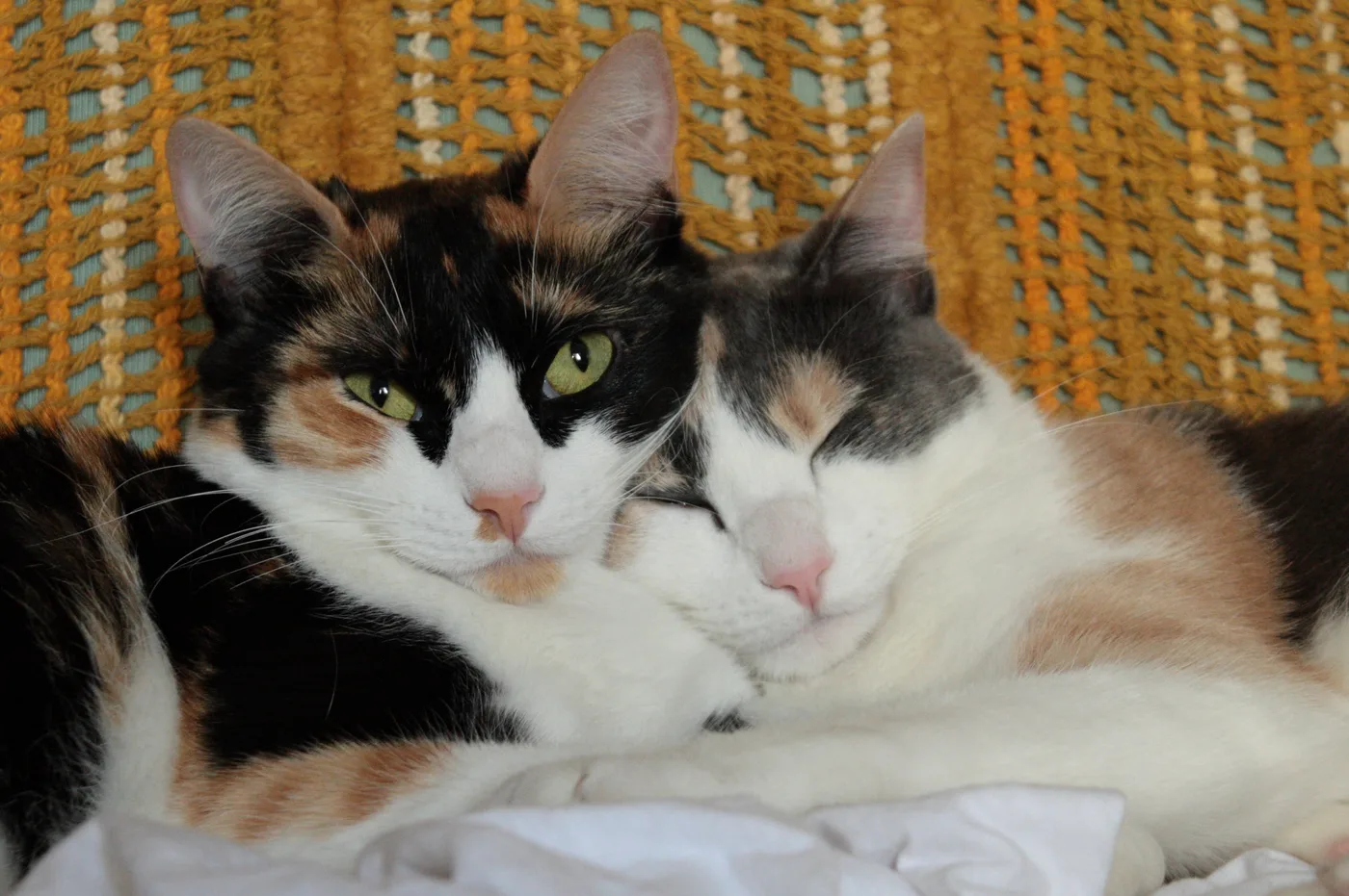 Two cats cheek to cheek: a standard calico with black and orange patches on white beside a dilute calico with blue-gray and cream patches on white