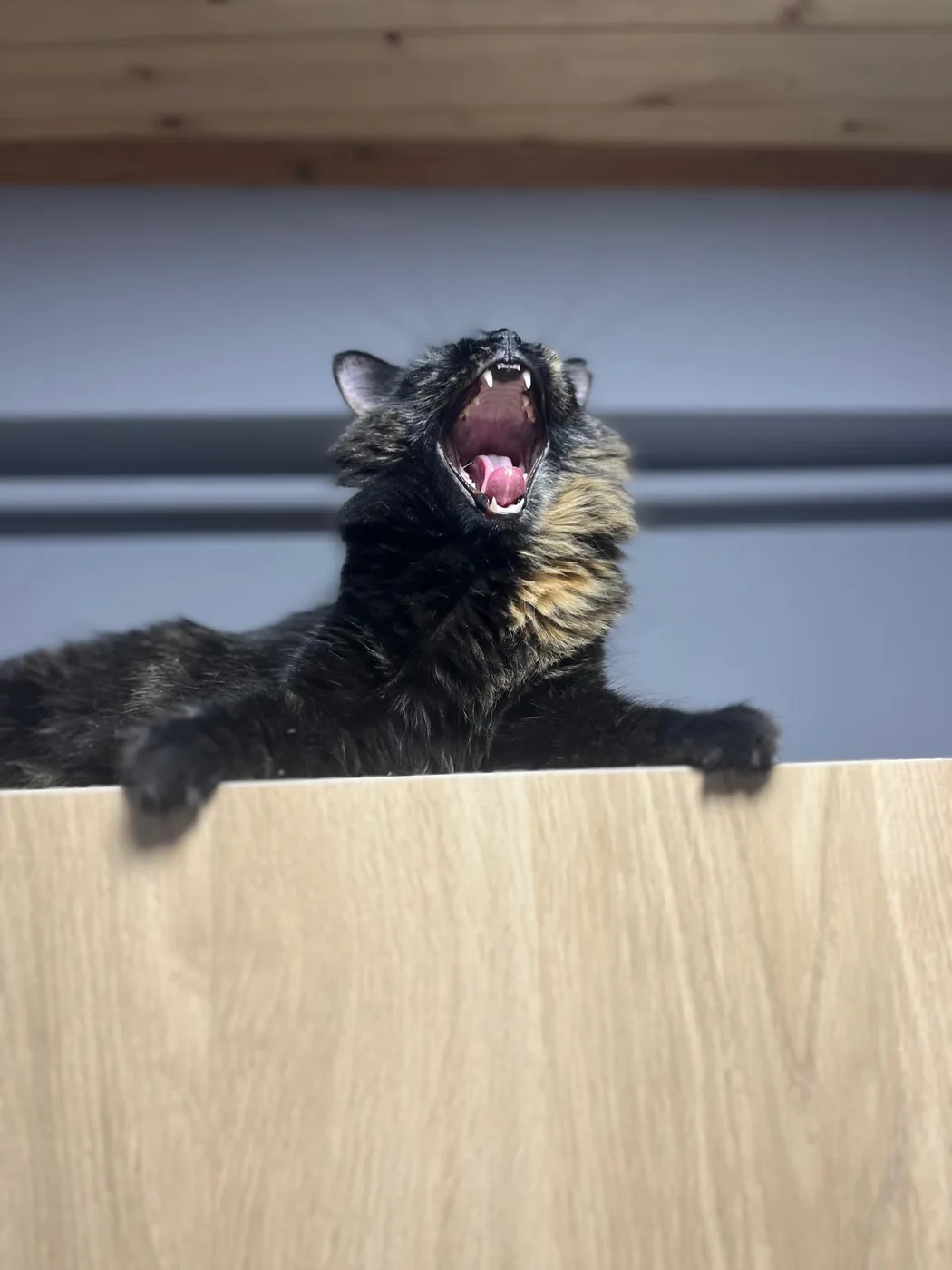 A tortoiseshell cat yawning widely, black and orange intermingled with no white