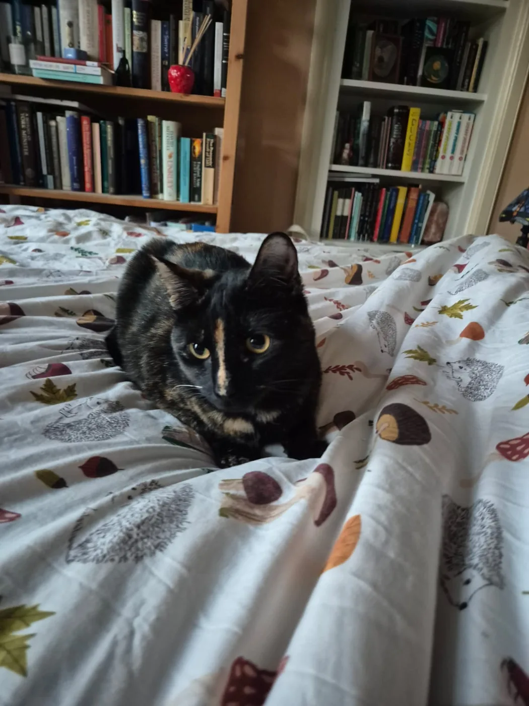 A dark tortoiseshell cat crouched on a bed, black coat brindled with orange