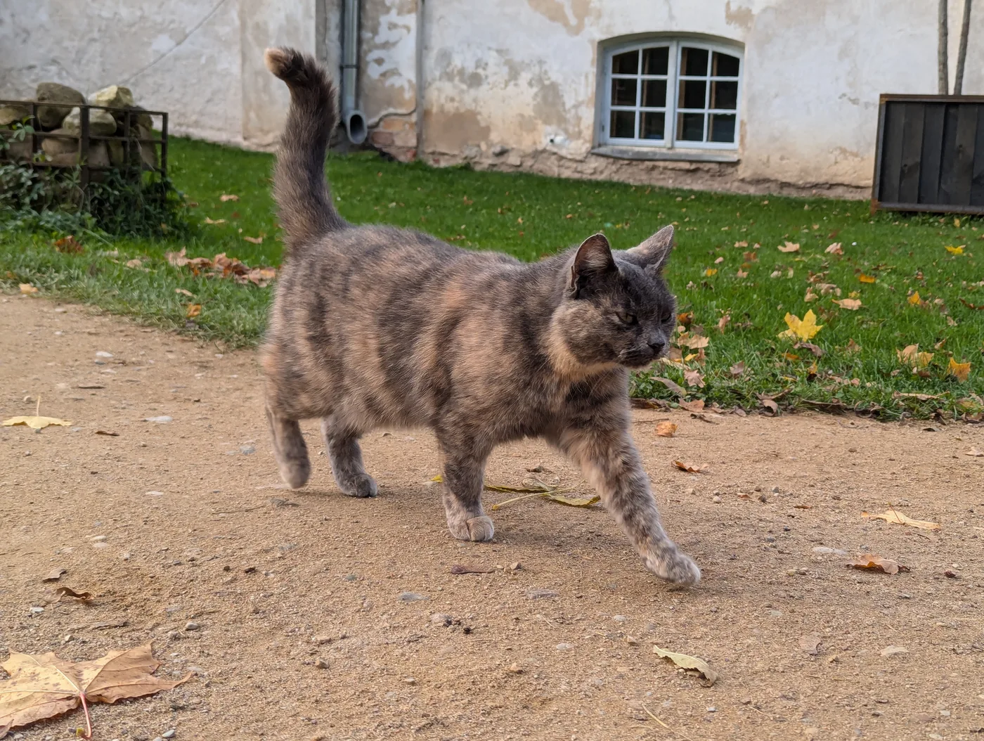 A blue-cream tortoiseshell cat walking on a gravel path, gray coat mottled with cream, no white
