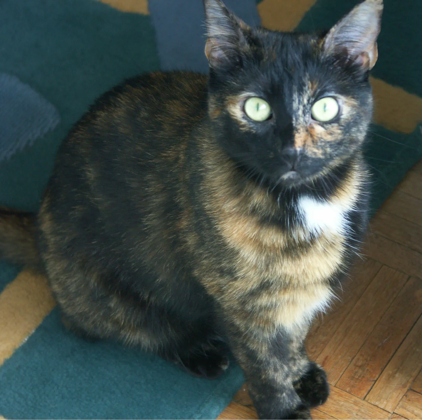 A dark tortoiseshell cat sitting on a rug with a small white patch on the throat and no other white