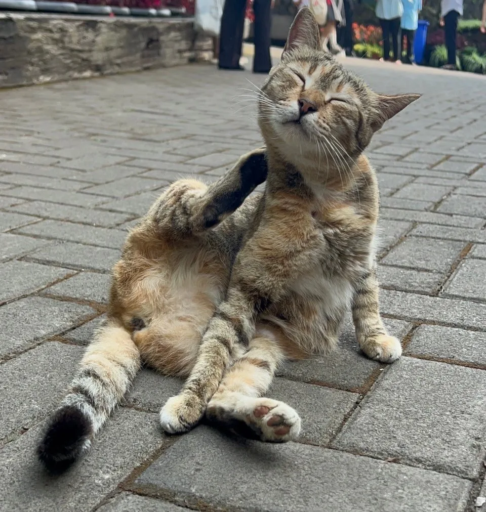 A cat scratching its neck on pavement, tabby striping visible across two coat colors with no white