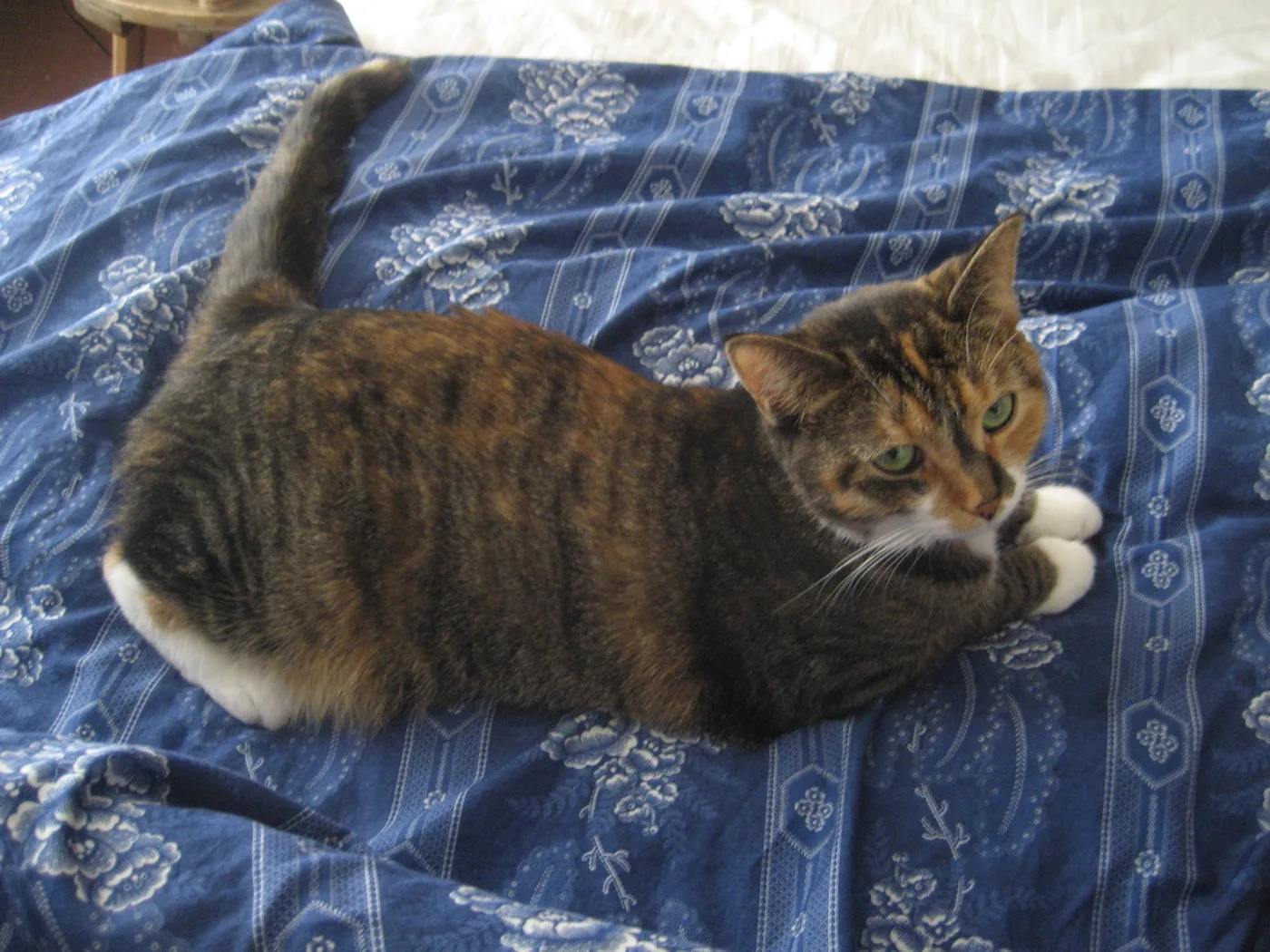 A cat lying on a blue quilt with white paws and chest, tabby-striped orange and gray-brown patches over the back