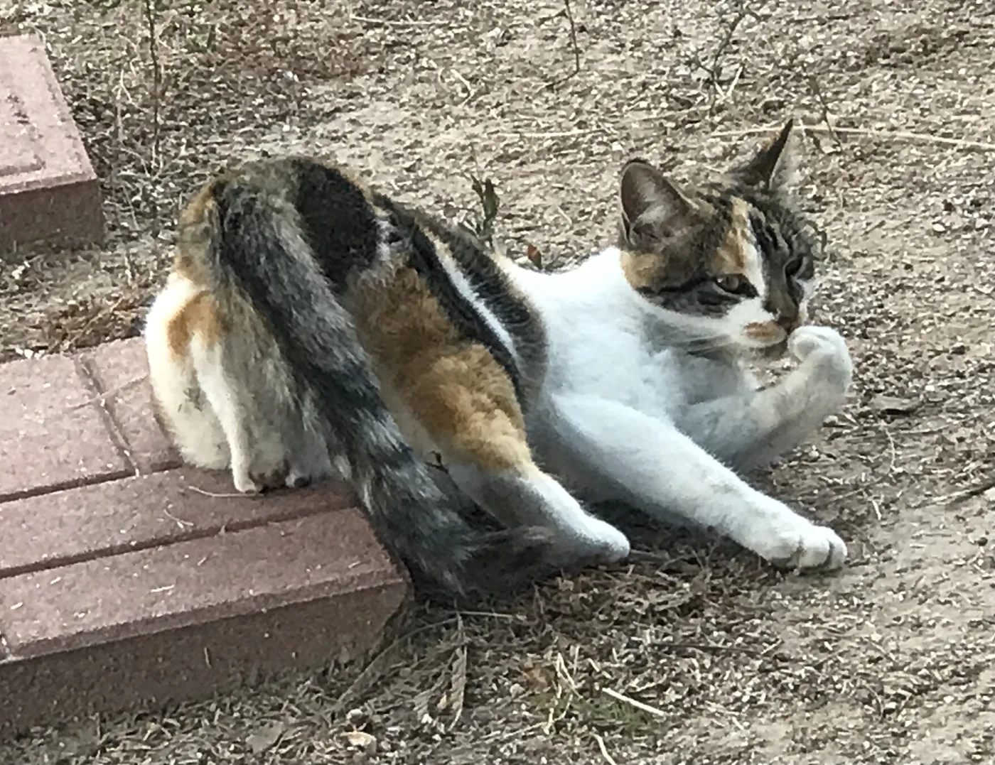 A caliby cat grooming outdoors, white chest and legs with striped patches along the back and tail