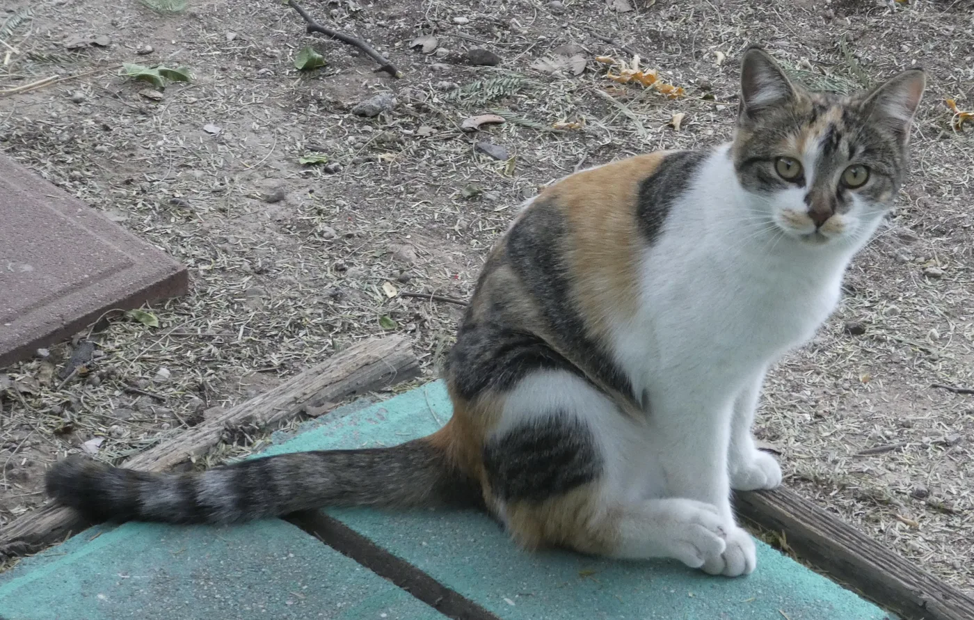 A caliby cat sitting on a painted step, white chest and legs with tabby-striped gray and orange patches