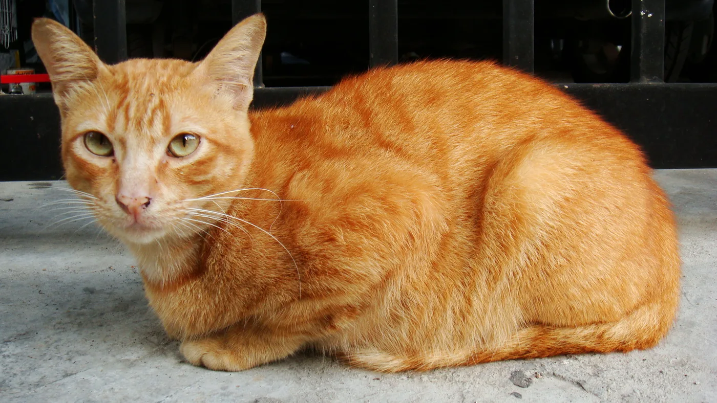 A deep orange tabby cat crouched on concrete, warm intense red-orange coat with visible striping