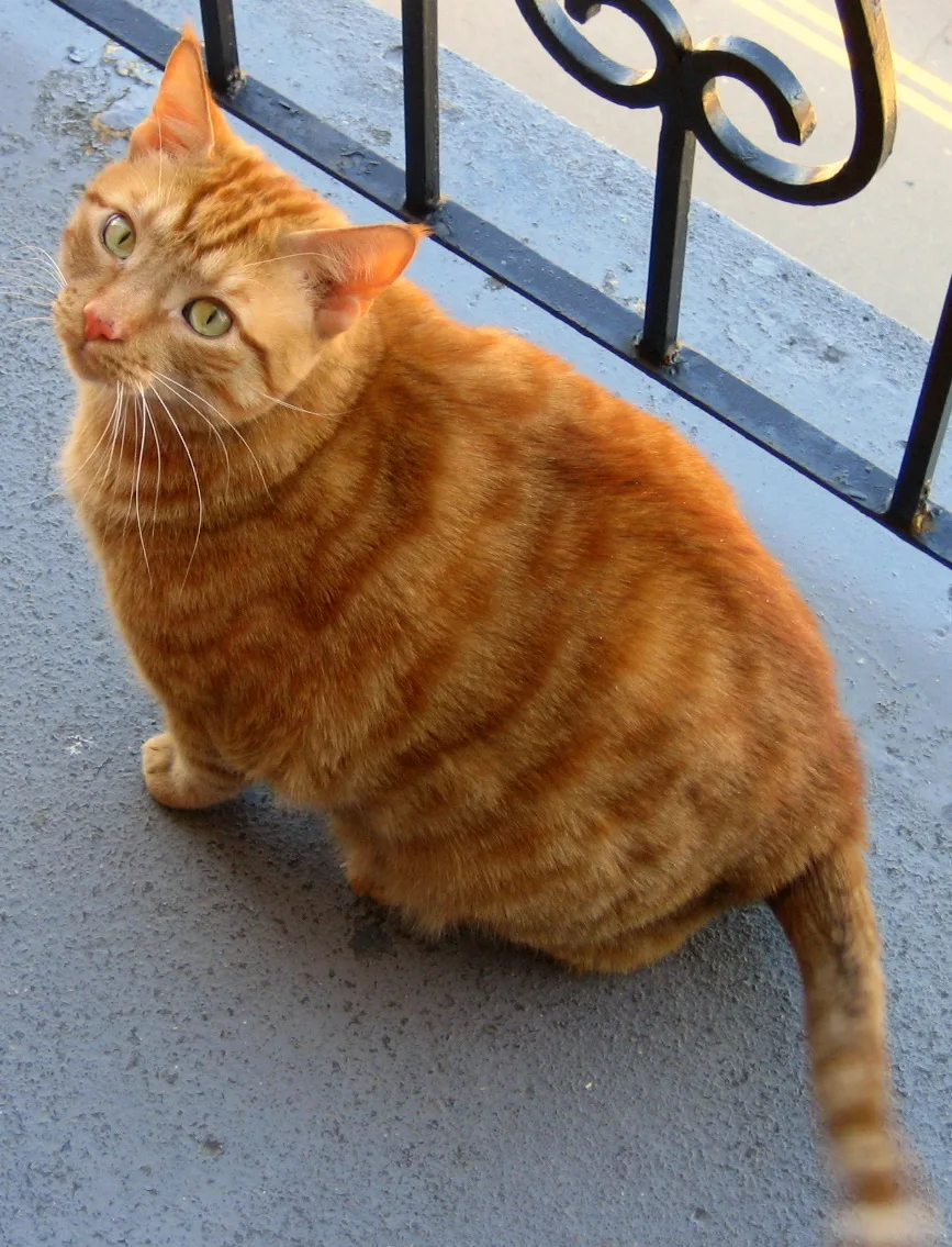 An orange tabby cat sitting on a balcony, narrow mackerel stripes running down its back and flanks