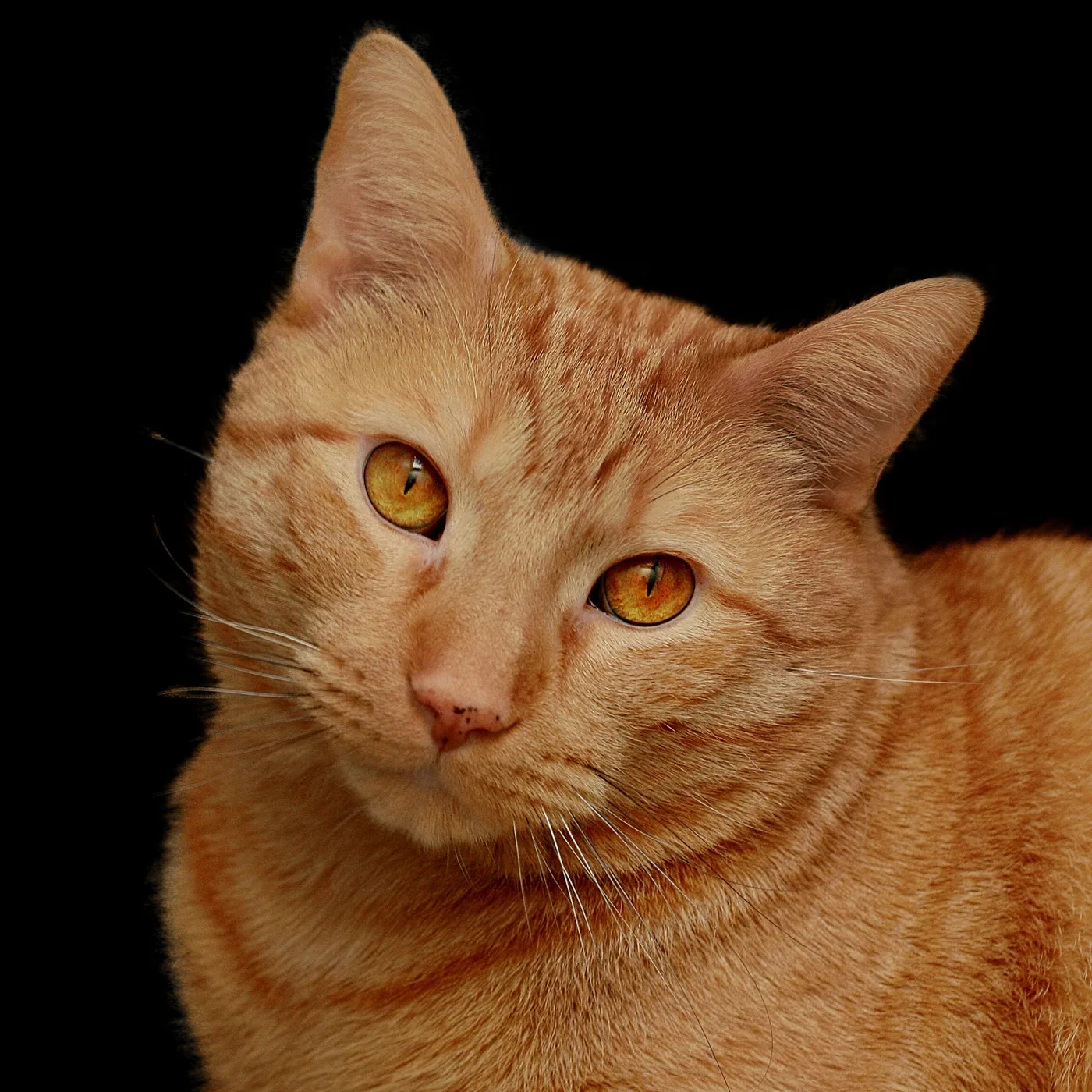 Studio portrait of an orange tabby cat with amber eyes, the tabby M marking visible on its forehead
