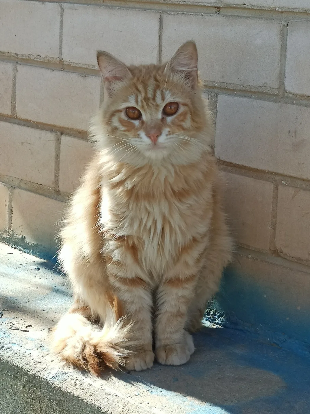 A long-haired orange mackerel tabby cat with amber eyes sitting against a brick wall